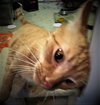 Ginger