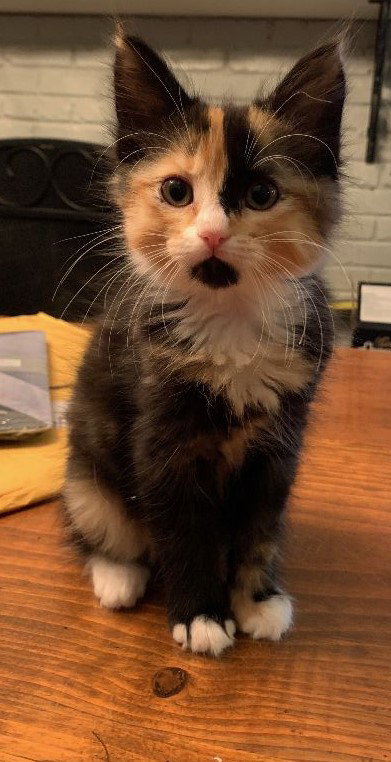 Tigerlily