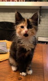 Tigerlily
