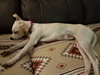 June Bug
