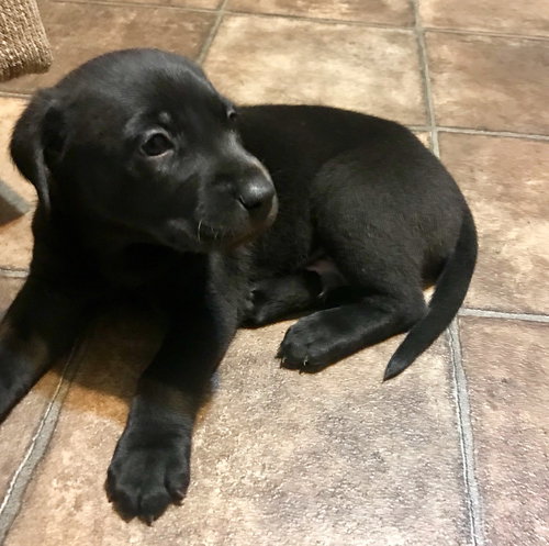 Luna