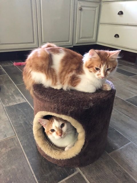 Frazier & Niles