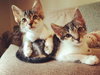 Gravy & Biscuit