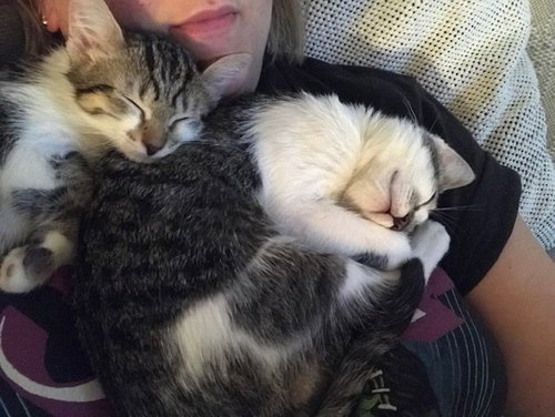 Gravy & Biscuit