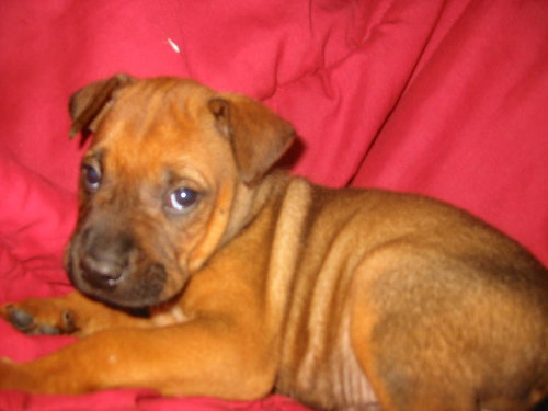 Scooby