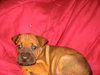 Scooby
