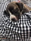 Penelope
