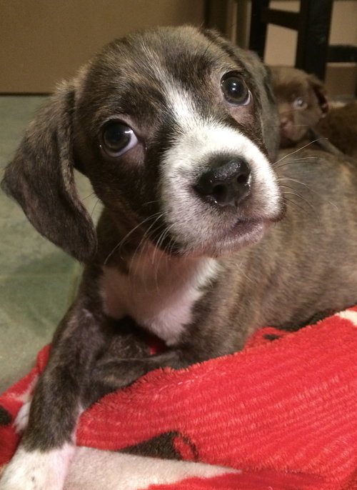 Penelope