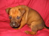 Scooby