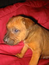 Scooby