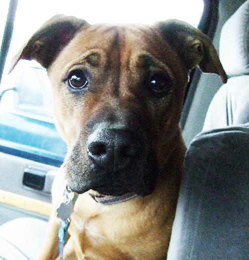 Scooby
