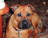 Scooby