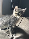 Maya
