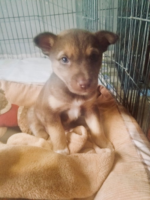 Freyja