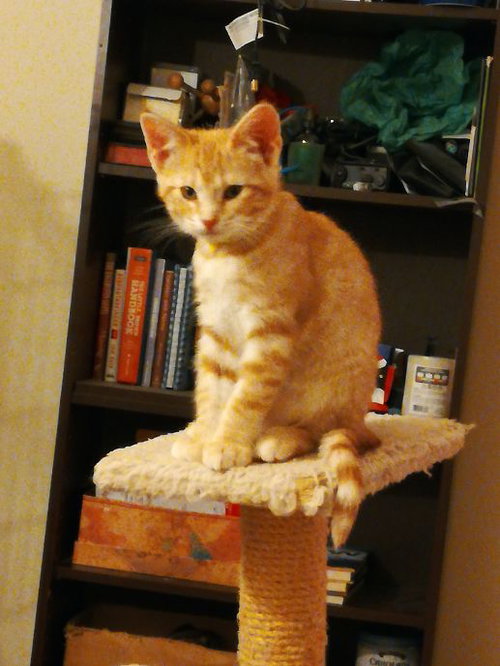 Piper