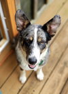 Rosie