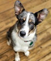 Rosie
