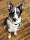 Rosie