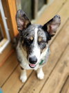 Rosie