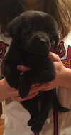 Dolly