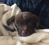 Waylon