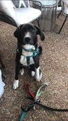 Oreo