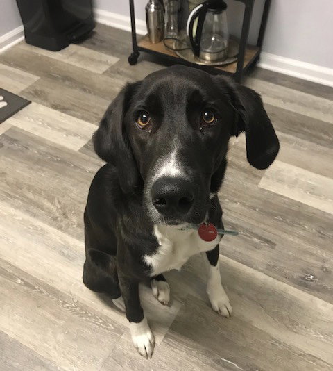 Oreo