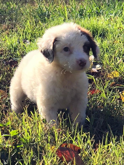 Gus