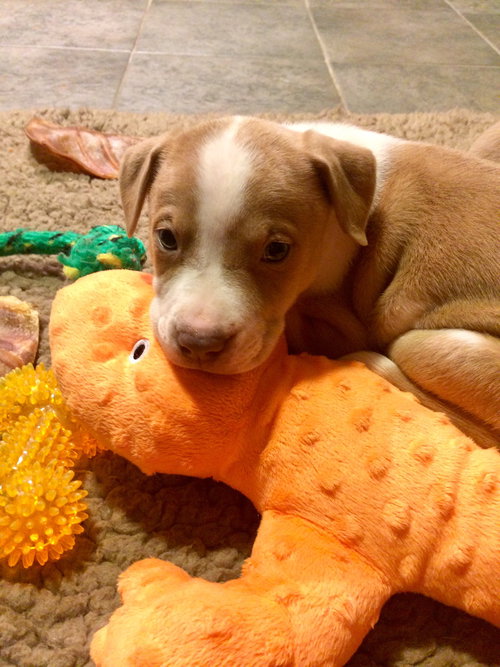 Frankie