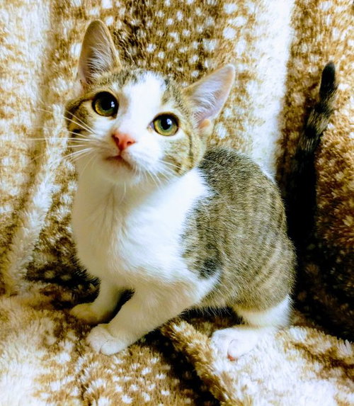 Stella