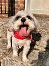 adoptable Dog in  named Zoey Dee
