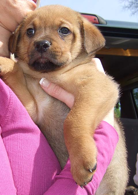 Brody