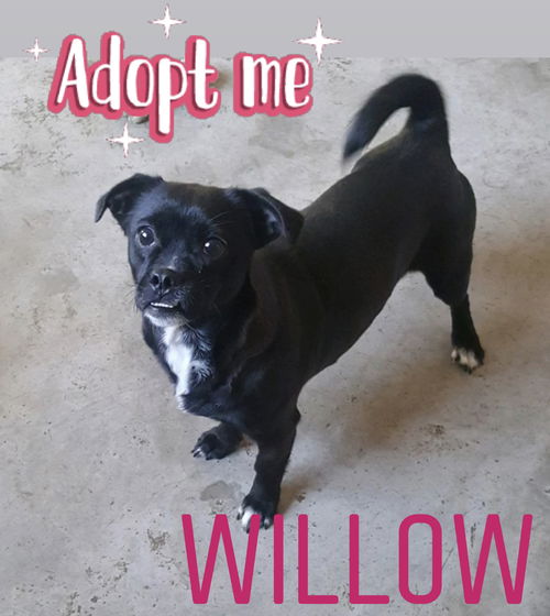 Willow