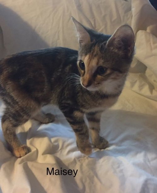 Maisey