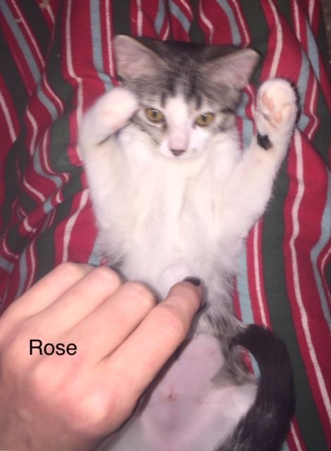 Rose