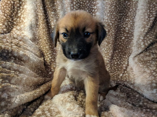 Sadie