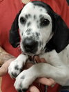 Peppermint Patty