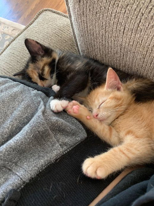 Juniper & Sage