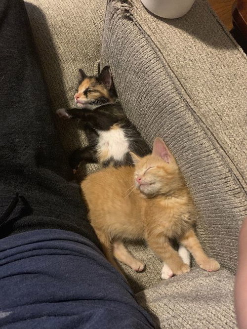 Sage & Juniper