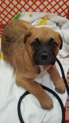 Gidget