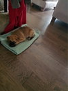 Gidget
