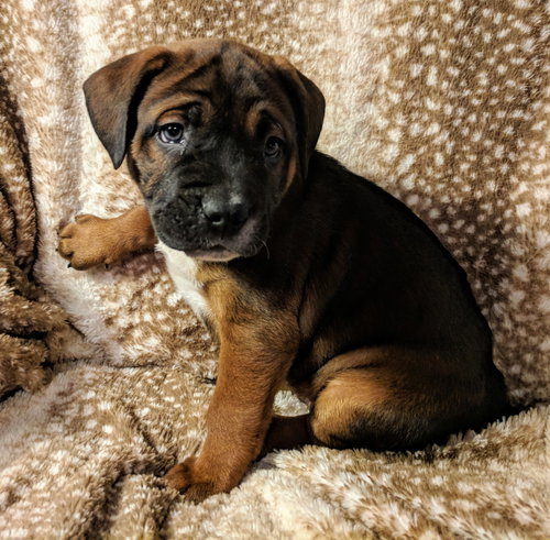 Fergus