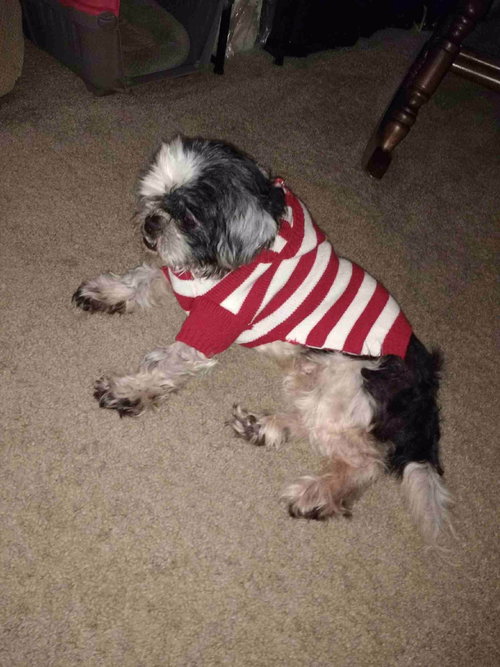 Leo the Lion aka Little Dog