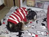 Leo the Lion aka Little Dog