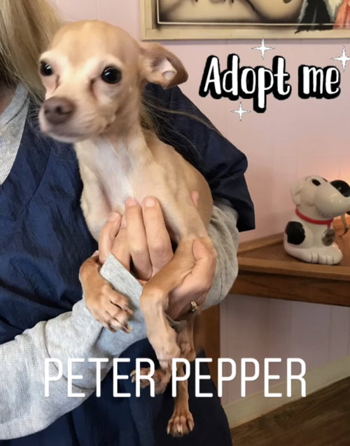 Peter Pepper