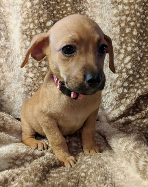 Penny