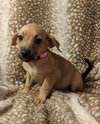 Penny