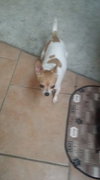 Little Sadie