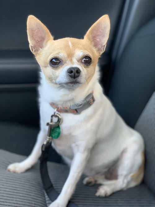 Little Sadie