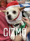 Gizmo